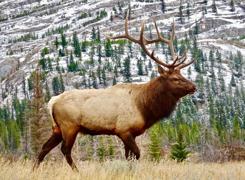 elk-2139275-1920-sci-alaska